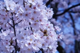 小松市の桜 お花見スポット まいぷれ 小松市 小松市の桜 お花見スポット まいぷれ 小松市