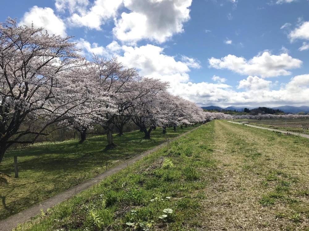 雫石 雫石川園地 お花見特集 まいぷれ 盛岡 滝沢 二戸 八幡平 雫石 雫石 雫石川園地 お花見特集 まいぷれ 盛岡 滝沢 二戸 八幡平 雫石