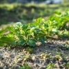 ワイオリファームの野菜