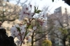 速報！ 川崎市の2018年開花状況【最新版】 | お花見するならここ