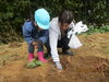 ここにお芋がありそうだよ✨「☆親子食農事業☆」