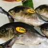 「魚魚市場鮮魚コーナーおすすめは「キンメダイ・イサキ・クロ」です♪」
