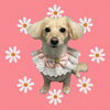 「Dog salon mofu mofu　余市町」
