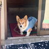 hug「Good morning Otaru! 小樽の古民家ゲストハウスより」