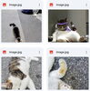見かけたらご連絡を「(=^・^=) ネコ探し 🐈　★英会話と体操のコラボ教室（堀切、お花茶屋、綾瀬、亀有、小菅）」