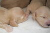 「ミニチュアダックス子犬情報」