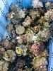 「魚魚市場鮮魚コーナーおすすめは「今日は父の日！バーベキューセットでおごちそう♪」です♪」