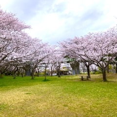 八千代総合運動公園｜八千代市