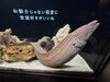 水槽「中華街にある日本唯一の水族館/生き物のプロ/静岡の水槽プロデュースはアクアデザインブルース/」