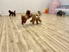 走る💨走る💨「ましゅまろ幼稚園🐾」