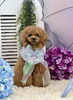 もん太くん「わんこと雨☔️」