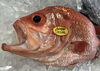「魚魚市場鮮魚コーナーおすすめは「ヒゲダラ」です♪」