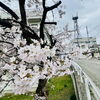 「🌸咲く」