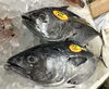 「魚魚市場鮮魚コーナーおすすめは「ヤリイカ」です♪」