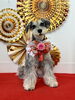 サクちゃん「Happy New Year」