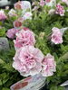 ペチュニア:万葉の美　桜ふたえ「入荷日」