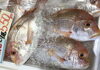 「魚魚市場鮮魚コーナーおすすめは「ヤリイカ」です♪」