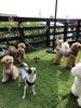 ましゅまろ幼稚園「連休にいかがでしょう　（╹◡╹）」