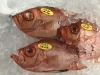 「魚魚市場鮮魚コーナーおすすめは「マングローブガニ」です♪」