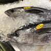 「魚魚市場鮮魚コーナーおすすめは「ビンチョウマグロ・レンコ鯛」です♪」