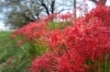 第二弾 小さい秋みぃつけた 彼岸花を見に行ってみた 埼玉県桶川市 篠津の桜堤 赤堀川周辺 まいぷれ編集部が行く まいぷれ 上尾 桶川