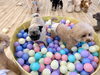 ボールプールを楽しもう😃「ましゅまろ幼稚園🐾」