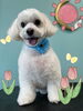 「可愛い子ちゃん♡ Dog salon mofu mofu 余市町」