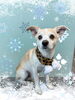 「Dog salon mofu mofu　余市町」