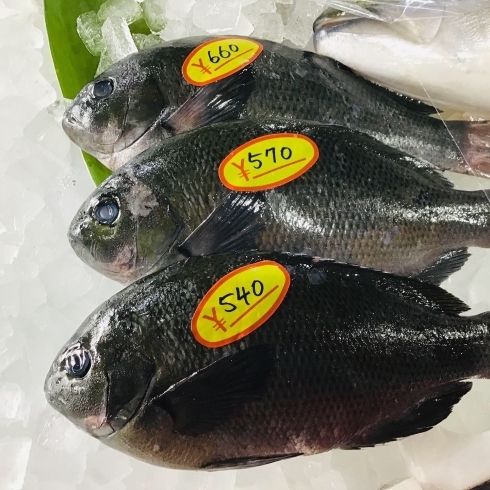 魚魚市場鮮魚コーナーおすすめは クロ 天然ぶり 天然ヒラス です 魚魚の宿のニュース まいぷれ 佐世保 魚魚市場鮮魚コーナーおすすめは クロ 天然ぶり 天然ヒラス です 魚魚の宿のニュース まいぷれ 佐世保