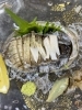 「コリコリ食感を楽しむアワビのお造り｜レモンと肝も添えて」