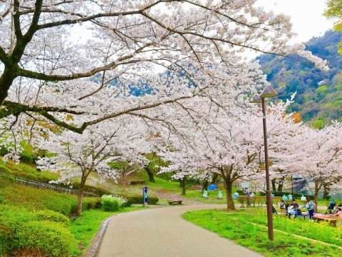 小道沿いの桜