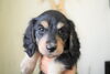 「ミニチュアダックス子犬情報」