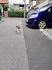 猫がスタンバイしてます「📈📐 算数検定・数学検定の特訓 🤔🔢　★英会話と体操のコラボ教室（堀切、お花茶屋、綾瀬、亀有、小菅）」