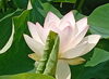 清らかに咲く蓮の花に癒される「はすパークの蓮の花が開花！」