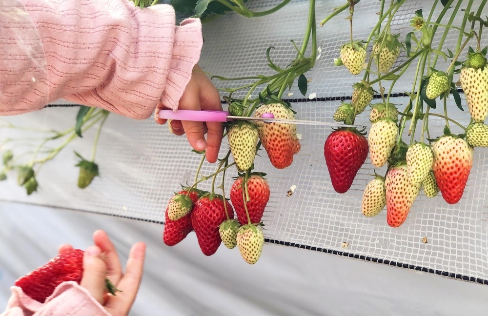 バイオファーム 観光いちご狩り農園 いちごの森 佐世保のおすすめスポット まいぷれ 佐世保 バイオファーム 観光いちご狩り農園 いちごの森 佐世保のおすすめスポット まいぷれ 佐世保