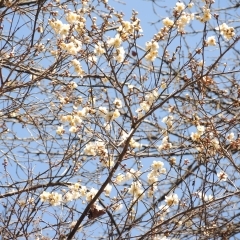 氷川神社桜公園に、桜の花が？