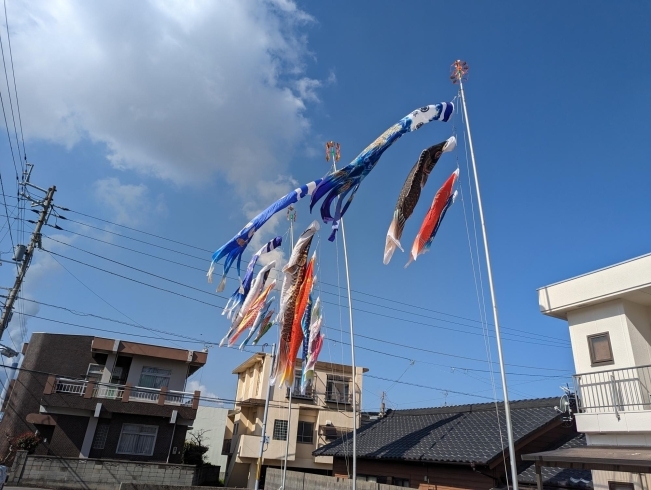 「本日初の試み 鯉のぼりをあげてみよう体験！」