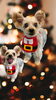 「Dog salon mofu mofu　余市町」