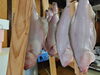 「📣本日のお魚情報🐟」