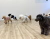 GO💨「ましゅまろ幼稚園🐾」