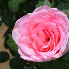 伊奈町バラマスターズから、バラの開花状況とイベントをお知らせします。