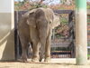 「【10月】動物たちの誕生会」