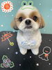 「可愛い子ちゃん♡ Dog salon mofu mofu 余市町」