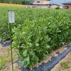 「今、「そら豆」が出荷時期を迎えています～♪♪」