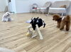 ぽんちゃん暴走中〜😆「ましゅまろ幼稚園🐾」