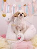 「Anniversary photo　&　koniwanからのお知らせ　(*´ω｀*)」