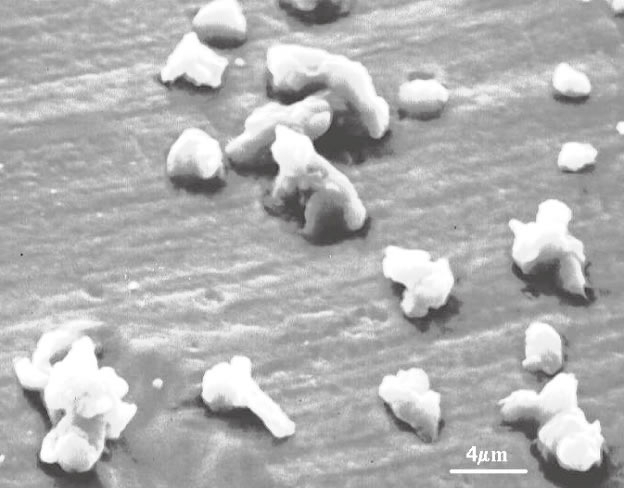 黄砂の粒子は先の尖った角を持っています。「今日は日本列島がスッポリ黄砂に覆われてます」