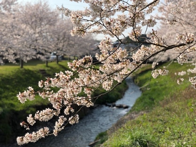 「笠間の桜は今が見ごろ！」