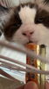 蘭丸くん「8月ホテルご利用お客様②【⠀札幌市 北区 catbeard キャットビヤード】」