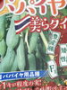 「パパイヤの苗木【福島植物園／果樹】」
